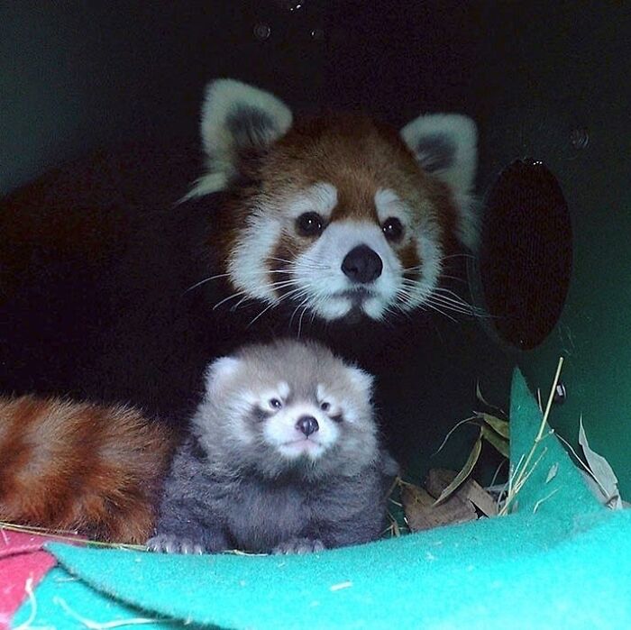 Baby Animals and Their Moms: Prepare for Maximum Cuteness Overload!
