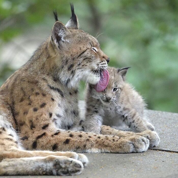 Baby Animals and Their Moms: Prepare for Maximum Cuteness Overload!