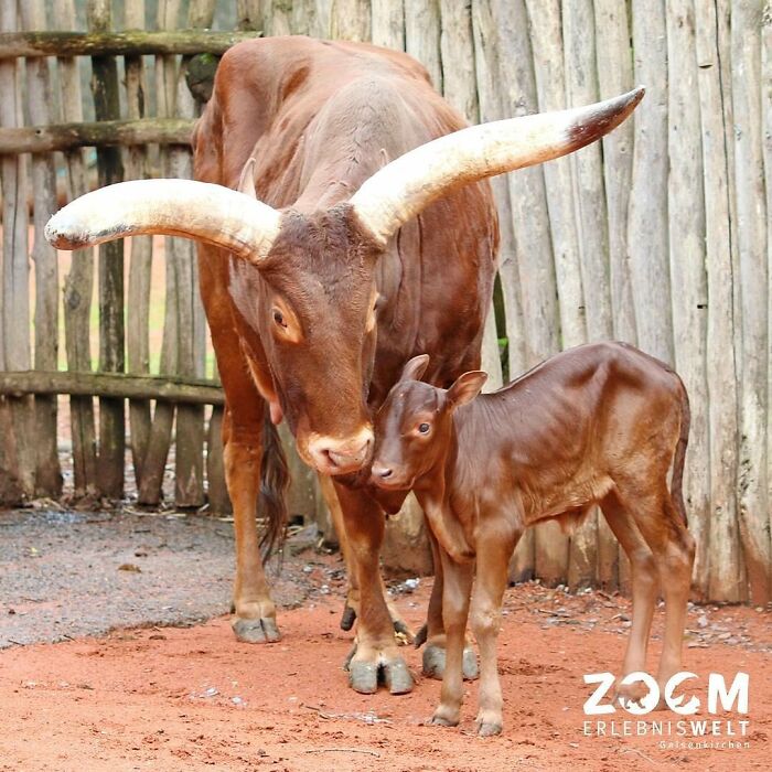 Baby Animals and Their Moms: Prepare for Maximum Cuteness Overload!