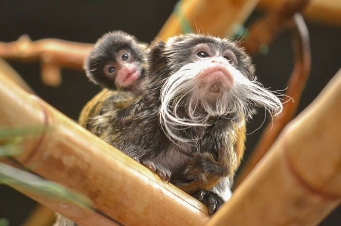 Baby Animals and Their Moms: Prepare for Maximum Cuteness Overload!