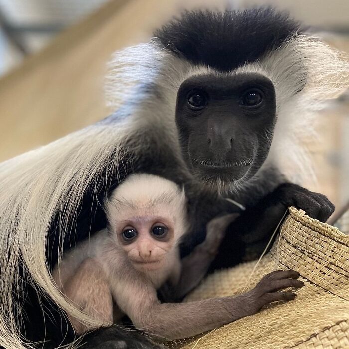 Baby Animals and Their Moms: Prepare for Maximum Cuteness Overload!