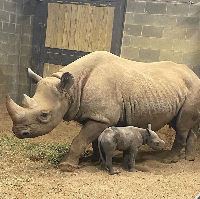 Baby Animals and Their Moms: Prepare for Maximum Cuteness Overload!