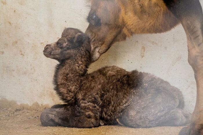 Baby Animals and Their Moms: Prepare for Maximum Cuteness Overload!