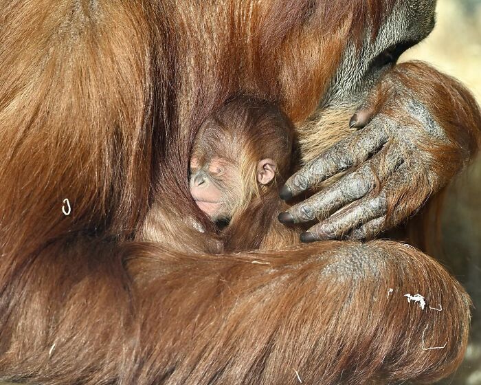 Baby Animals and Their Moms: Prepare for Maximum Cuteness Overload!