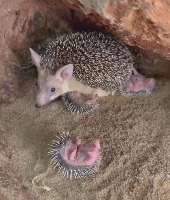 Baby Animals and Their Moms: Prepare for Maximum Cuteness Overload!