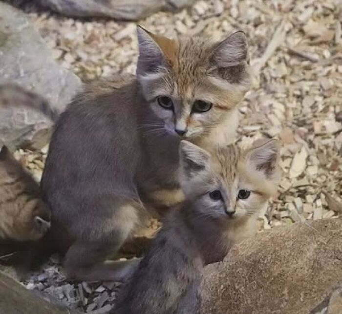Baby Animals and Their Moms: Prepare for Maximum Cuteness Overload!