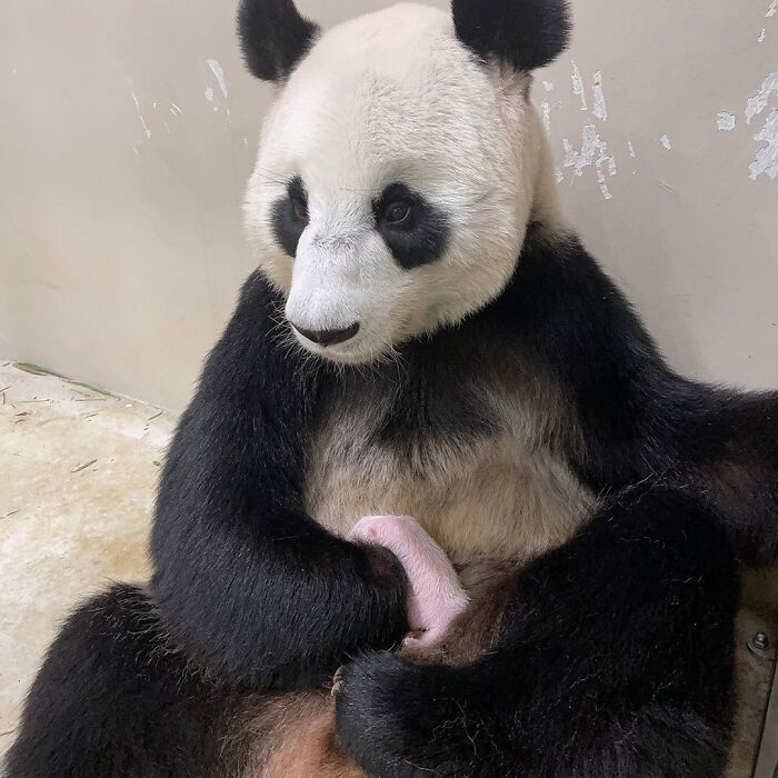 Baby Animals and Their Moms: Prepare for Maximum Cuteness Overload!