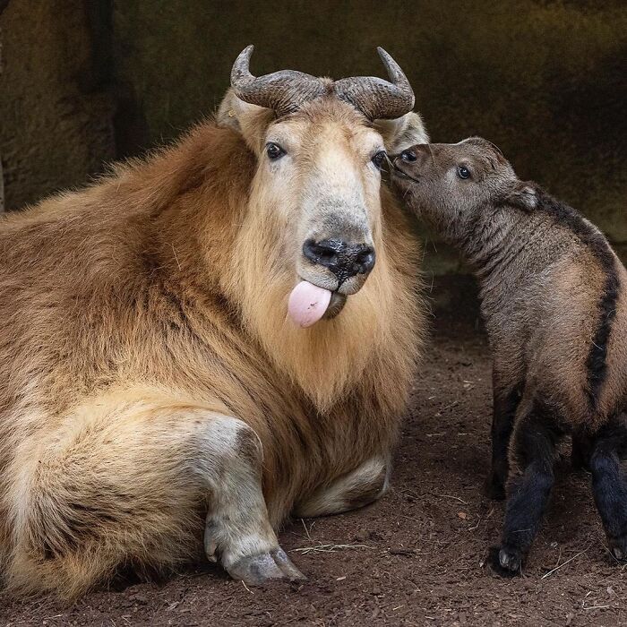 Baby Animals and Their Moms: Prepare for Maximum Cuteness Overload!