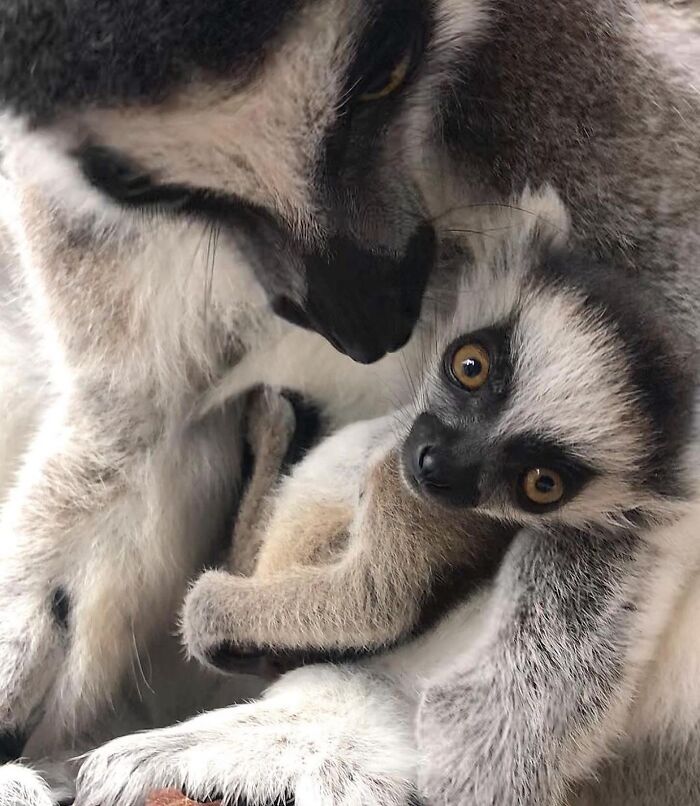 Baby Animals and Their Moms: Prepare for Maximum Cuteness Overload!