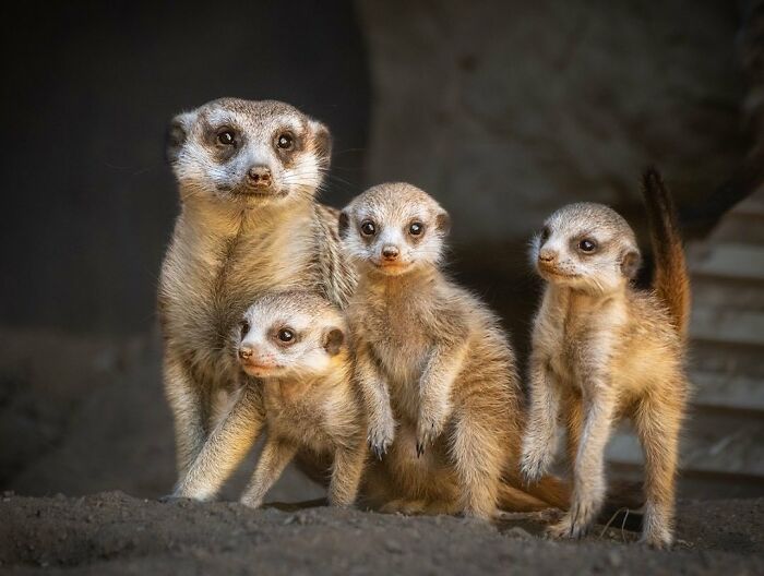 Baby Animals and Their Moms: Prepare for Maximum Cuteness Overload!