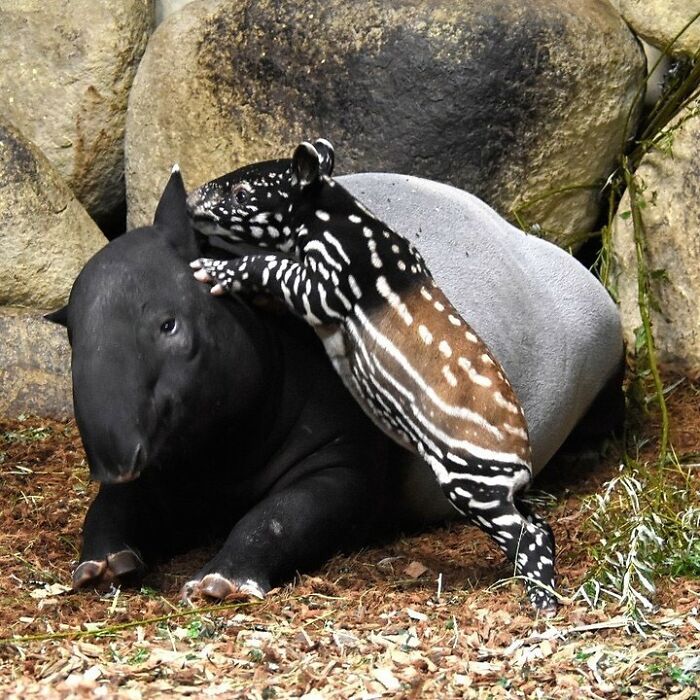 Baby Animals and Their Moms: Prepare for Maximum Cuteness Overload!