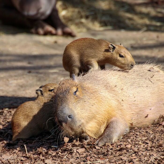 Baby Animals and Their Moms: Prepare for Maximum Cuteness Overload!