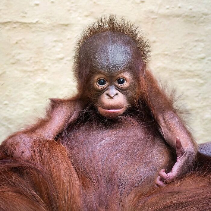 Baby Animals and Their Moms: Prepare for Maximum Cuteness Overload!
