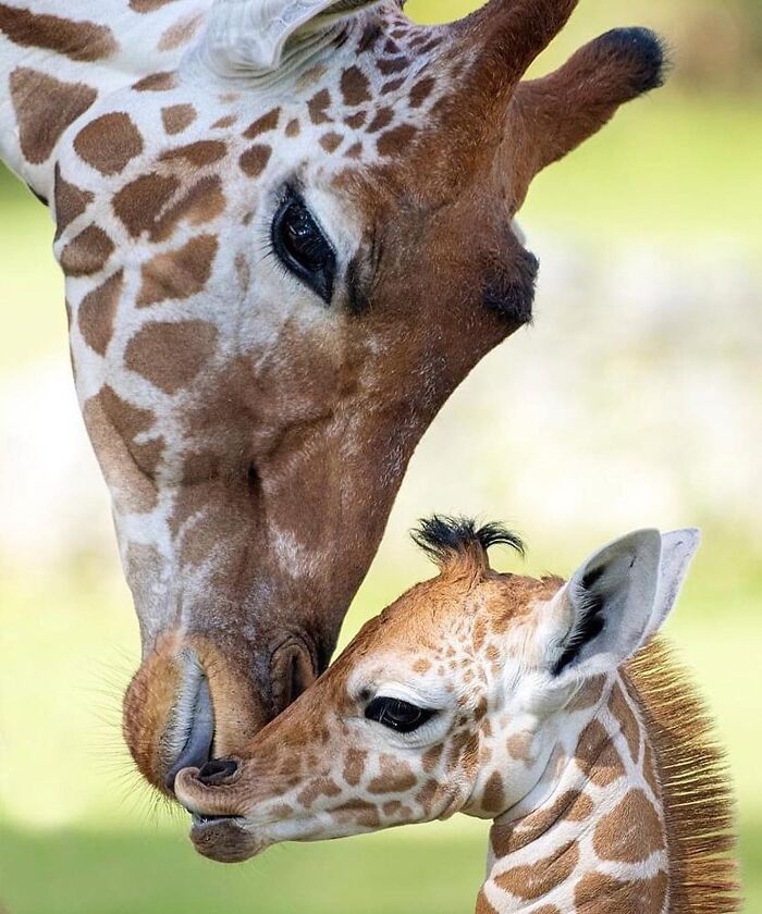 Baby Animals and Their Moms: Prepare for Maximum Cuteness Overload!