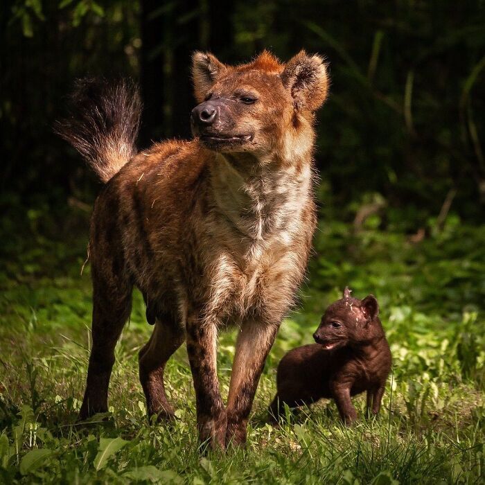 Baby Animals and Their Moms: Prepare for Maximum Cuteness Overload!