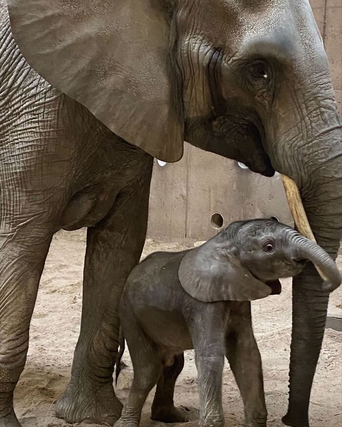 Baby Animals and Their Moms: Prepare for Maximum Cuteness Overload!