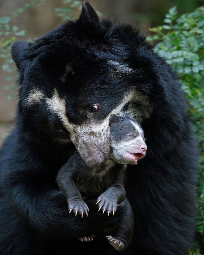 Baby Animals and Their Moms: Prepare for Maximum Cuteness Overload!