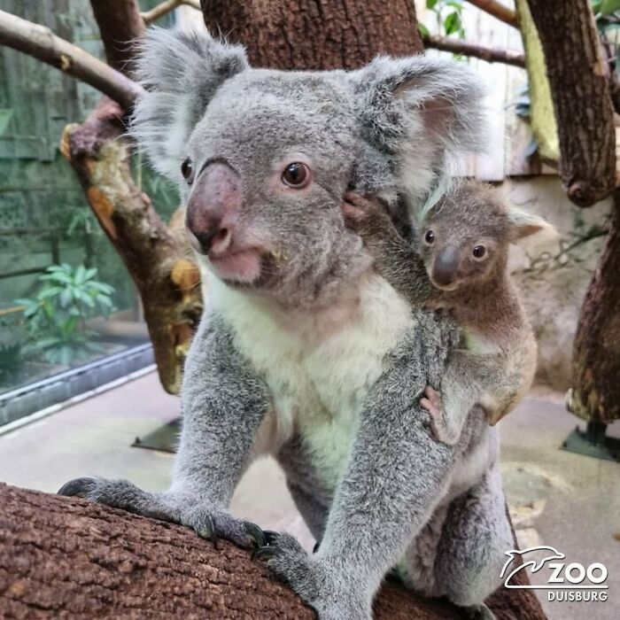 Baby Animals and Their Moms: Prepare for Maximum Cuteness Overload!