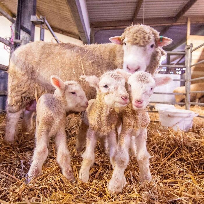 Baby Animals and Their Moms: Prepare for Maximum Cuteness Overload!