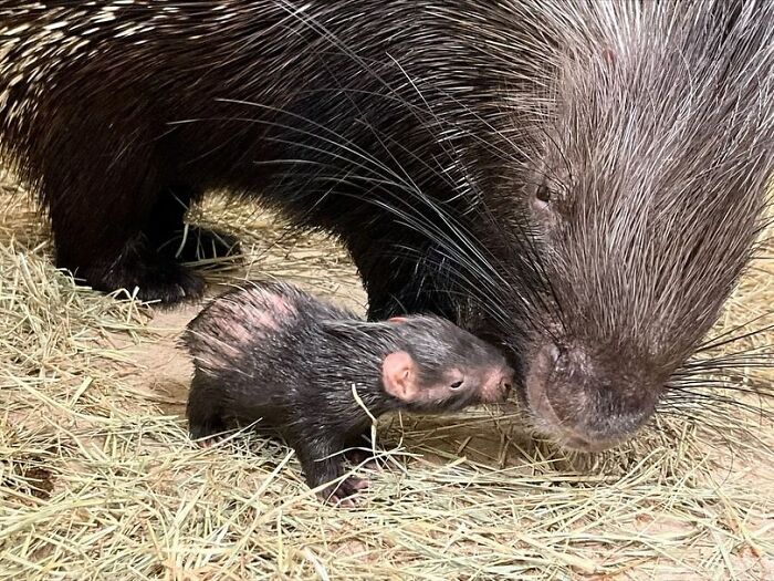 Baby Animals and Their Moms: Prepare for Maximum Cuteness Overload!