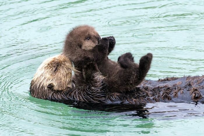 Baby Animals and Their Moms: Prepare for Maximum Cuteness Overload!