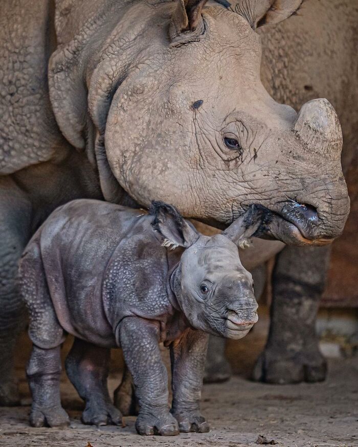 Baby Animals and Their Moms: Prepare for Maximum Cuteness Overload!