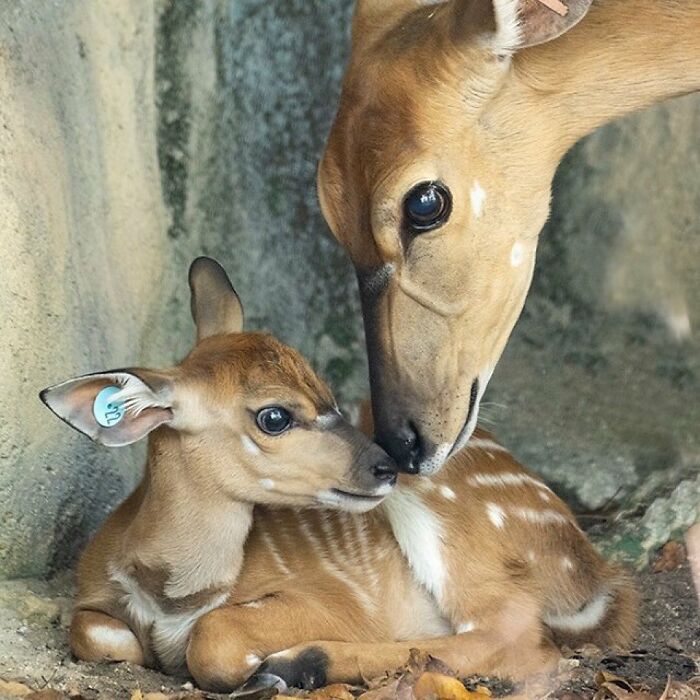 Baby Animals and Their Moms: Prepare for Maximum Cuteness Overload!