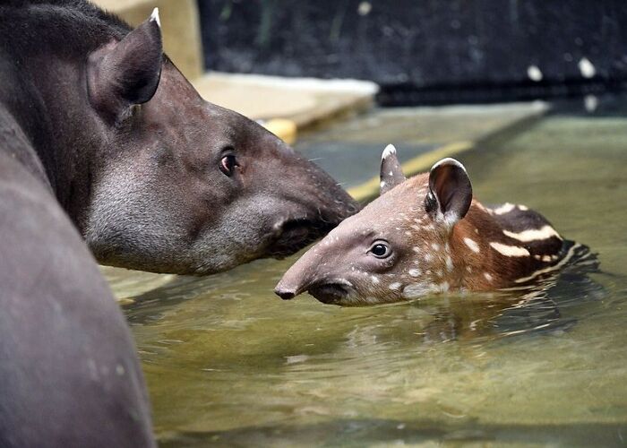 Baby Animals and Their Moms: Prepare for Maximum Cuteness Overload!