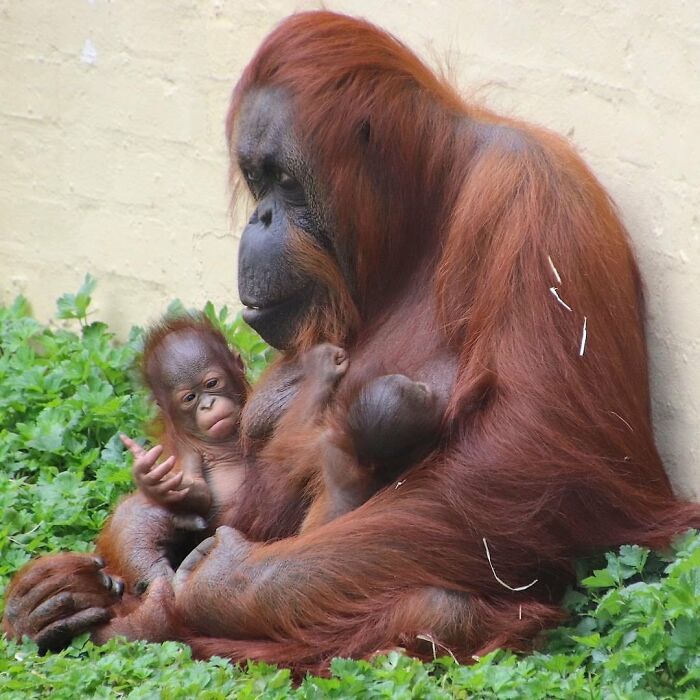 Baby Animals and Their Moms: Prepare for Maximum Cuteness Overload!