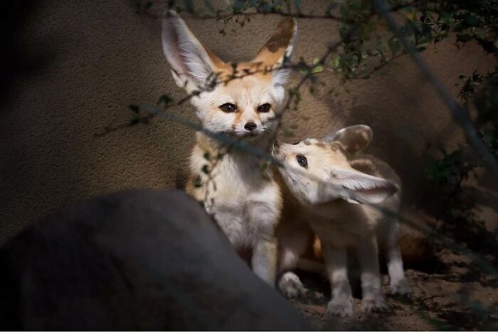 Baby Animals and Their Moms: Prepare for Maximum Cuteness Overload!