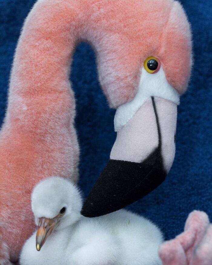 Baby Animals and Their Moms: Prepare for Maximum Cuteness Overload!