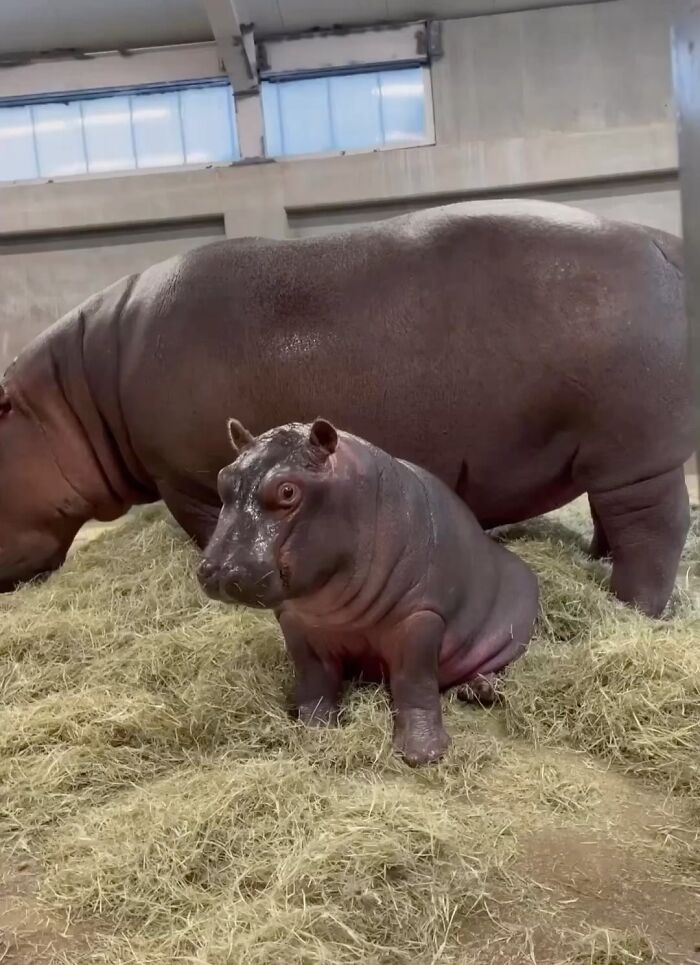 Baby Animals and Their Moms: Prepare for Maximum Cuteness Overload!