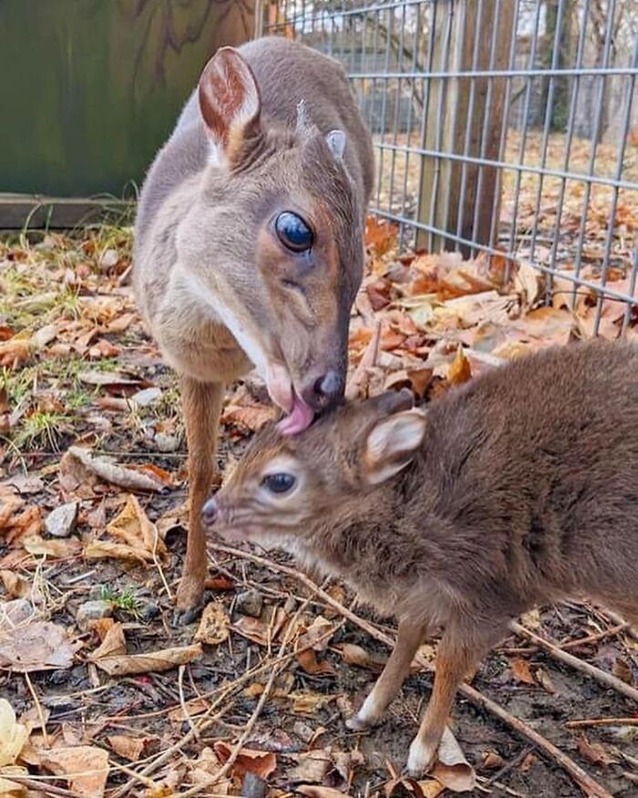 Baby Animals and Their Moms: Prepare for Maximum Cuteness Overload!