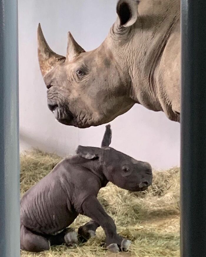 Baby Animals and Their Moms: Prepare for Maximum Cuteness Overload!