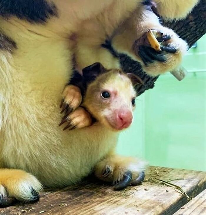Baby Animals and Their Moms: Prepare for Maximum Cuteness Overload!