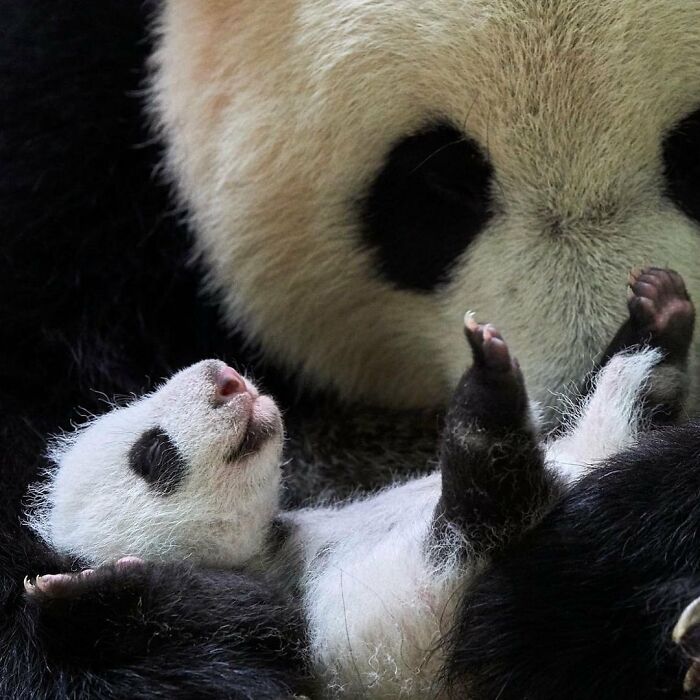 Baby Animals and Their Moms: Prepare for Maximum Cuteness Overload!