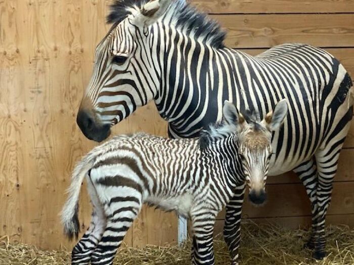Baby Animals and Their Moms: Prepare for Maximum Cuteness Overload!