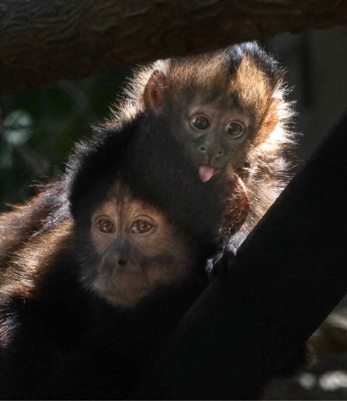 Baby Animals and Their Moms: Prepare for Maximum Cuteness Overload!