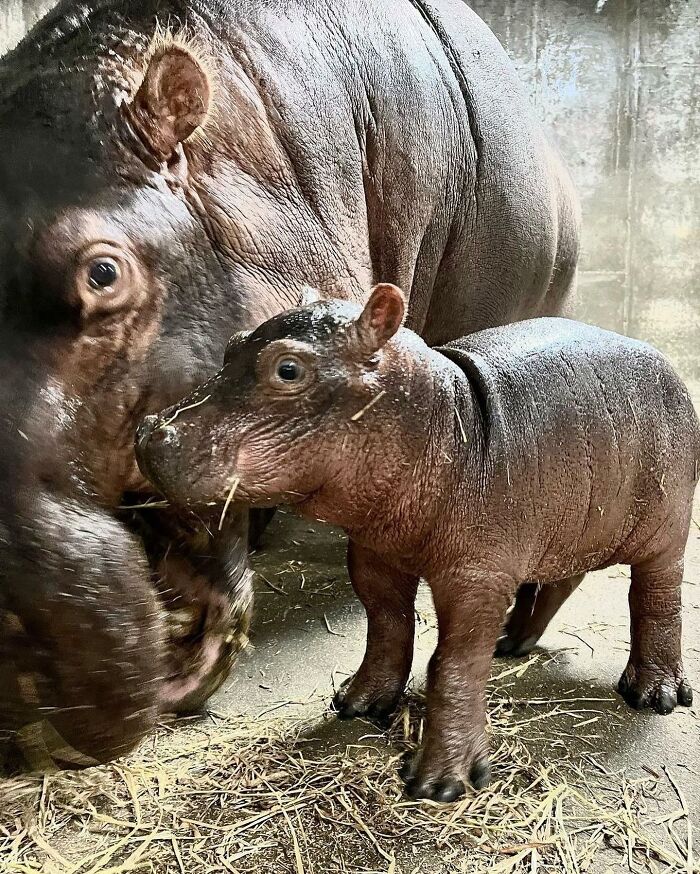 Baby Animals and Their Moms: Prepare for Maximum Cuteness Overload!
