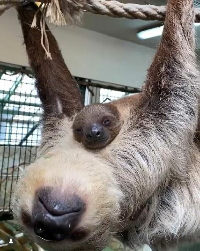 Baby Animals and Their Moms: Prepare for Maximum Cuteness Overload!