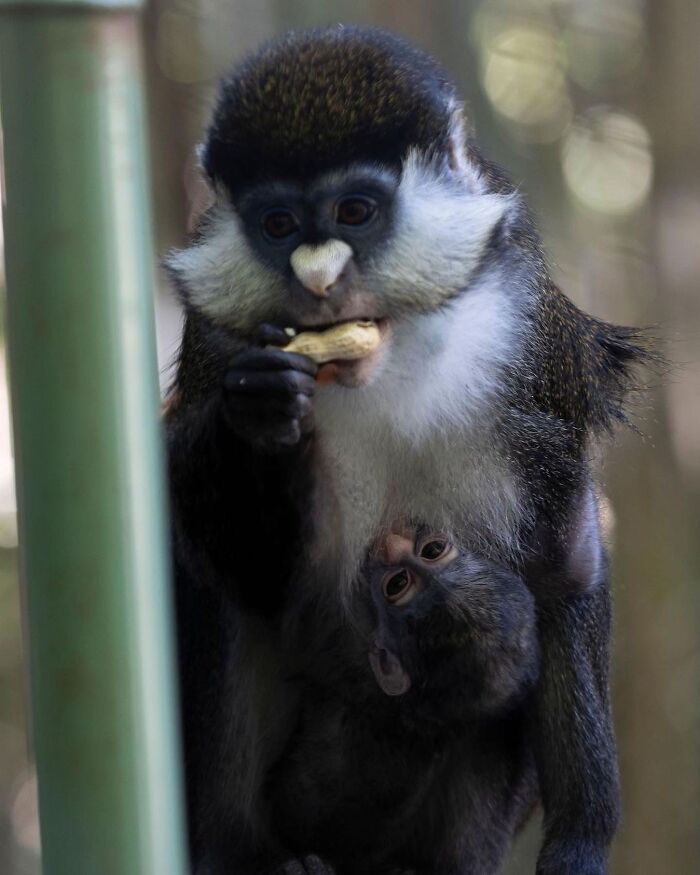 Baby Animals and Their Moms: Prepare for Maximum Cuteness Overload!
