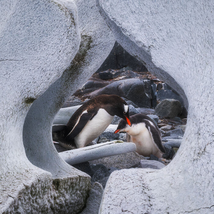 Wait, They Actually Took These Dreamy Shots In Antarctica?!