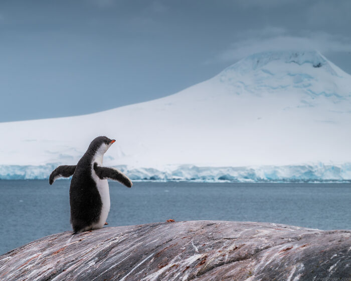 Wait, They Actually Took These Dreamy Shots In Antarctica?!