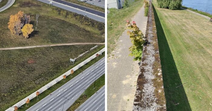 Wait, People Just Make Their Own Sidewalks? Meet The Wild World Of Desire Paths!