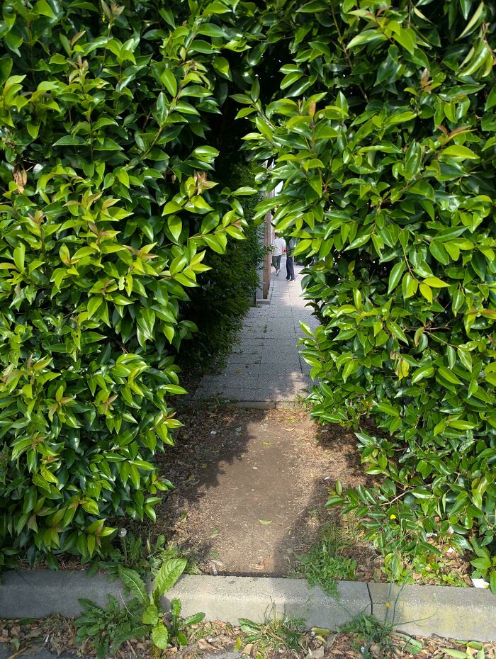 A Hedge That Couldn't Stop People From Taking The Shortcut