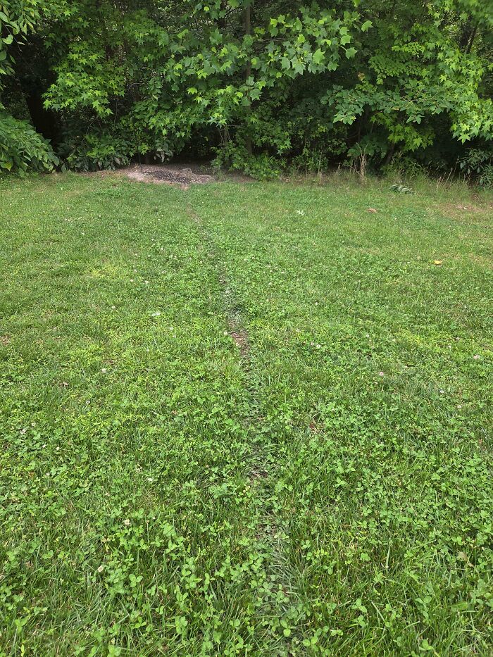Squirrels Making Their Own Shortcut? Of Course!