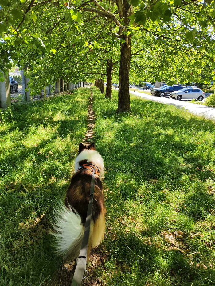 A Dog-Walkers’ Shortcut Treasure Trove