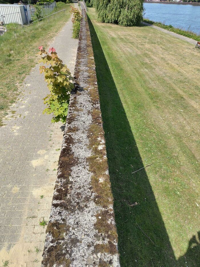 Walking Above The Path Because Why Not?