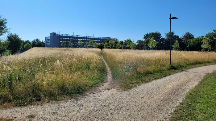 Tripping Through The Meadows Via Desire Path
