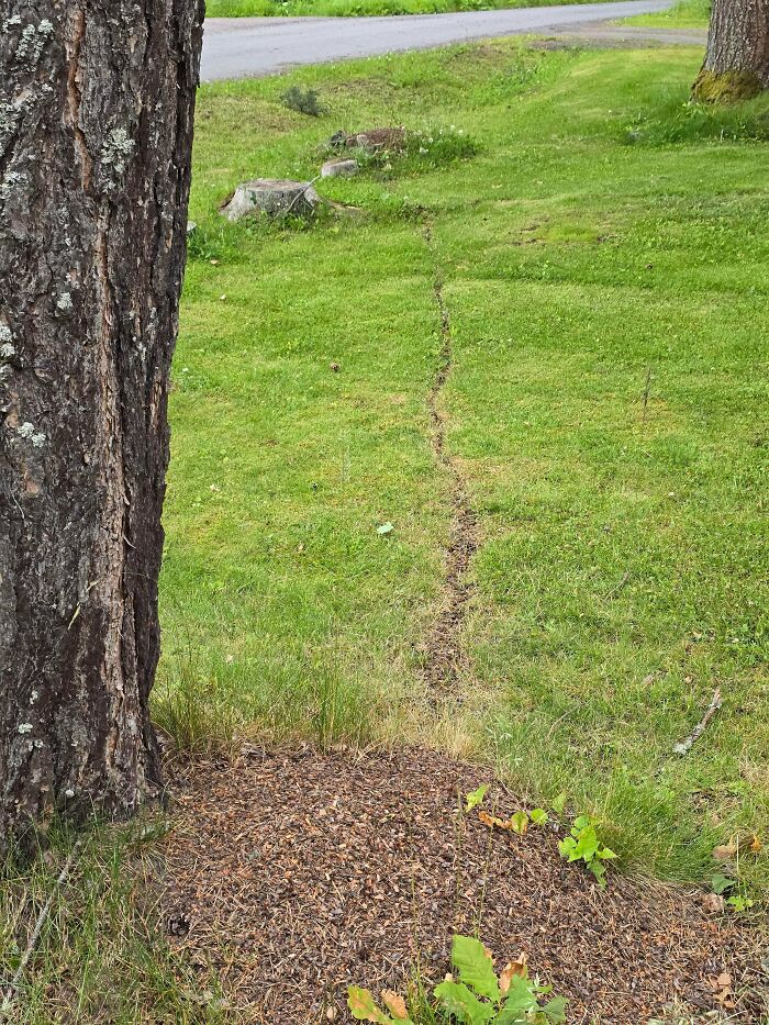 Do Ants Count? Because They Have Their Own Paths Too!